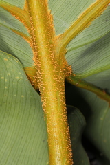 Uromyces caladii