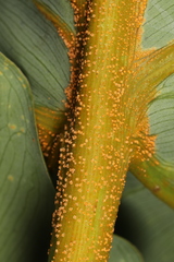 Uromyces caladii