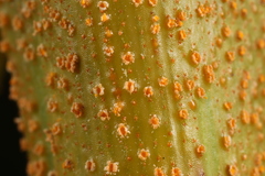 Uromyces caladii