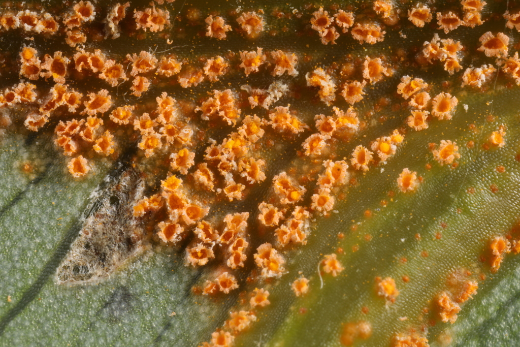 Uromyces caladii