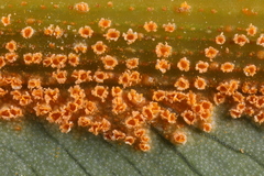 Uromyces caladii