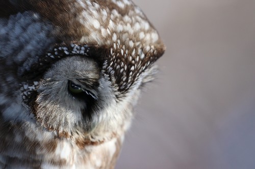 Mochuelo boreal (Aegolius funereus)