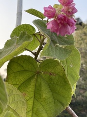 Dombeya wallichii
