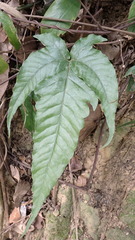 Tectaria subtriphylla