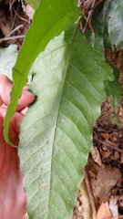 Tectaria subtriphylla