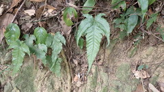 Tectaria subtriphylla