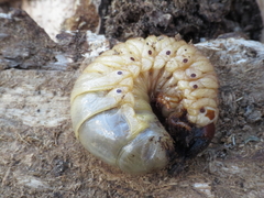 Oryctes nasicornis