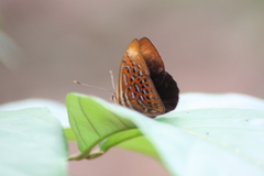 Taxila haquinus