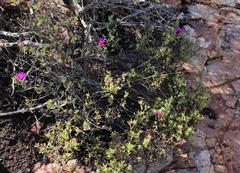 Lampranthus pauciflorus