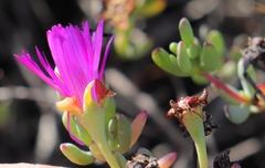 Lampranthus pauciflorus