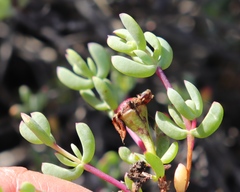 Lampranthus pauciflorus