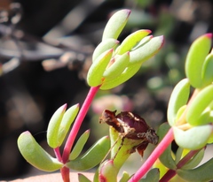 Lampranthus pauciflorus