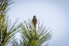 Chloris sinica minor