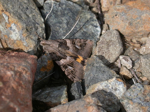 Drasteria divergens photo 5