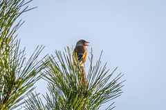 Chloris sinica minor