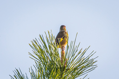 Chloris sinica minor