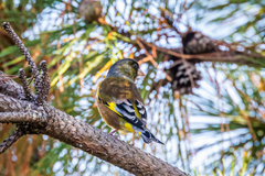 Chloris sinica minor