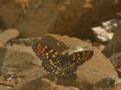 Chlosyne leanira oregonensis