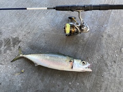 Scomber australasicus