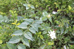 Jasminum multiflorum