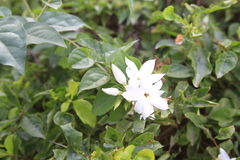 Jasminum multiflorum