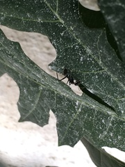 Camponotus parius