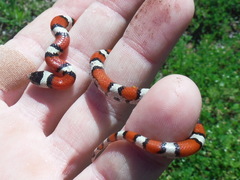 Lampropeltis gentilis