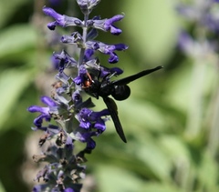Synagris analis