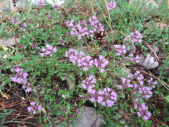 Thymus sibiricus