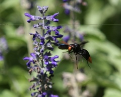 Synagris analis