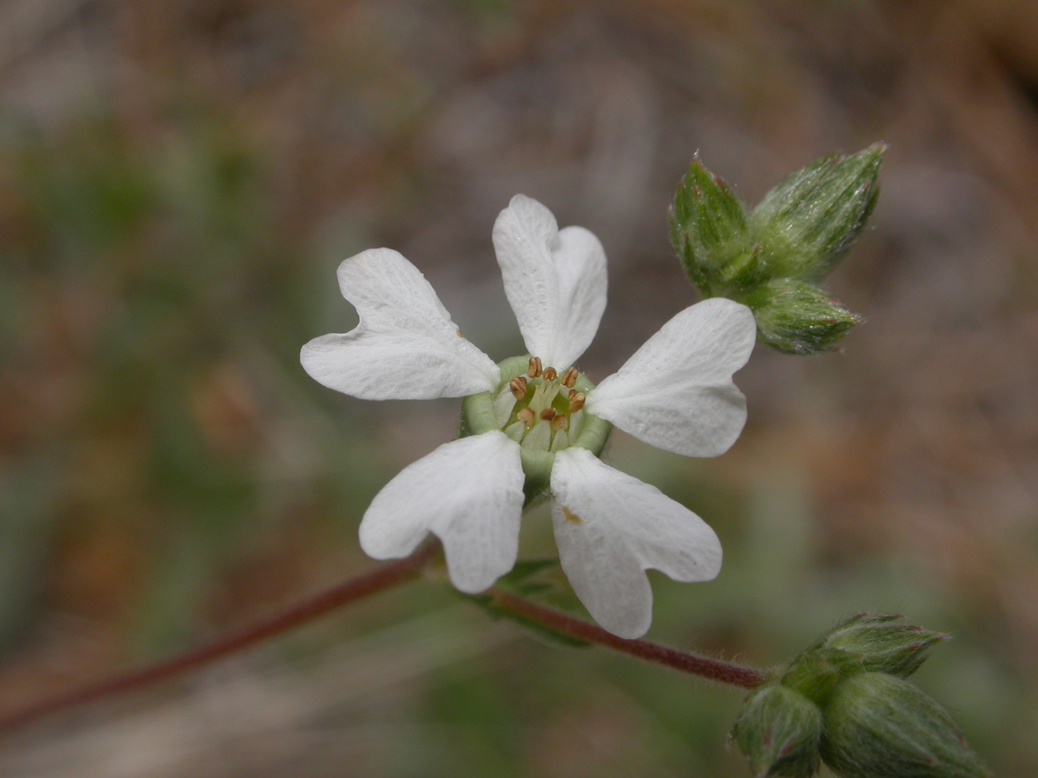 Horkelia sericata