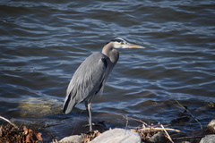 Ardea herodias