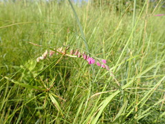 Polygala hottentotta