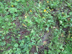 Ranunculus propinquus