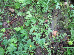 Ranunculus propinquus