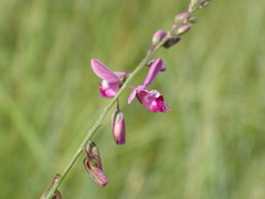 Polygala hottentotta