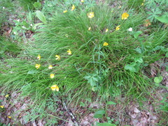 Ranunculus propinquus