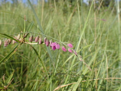 Polygala hottentotta