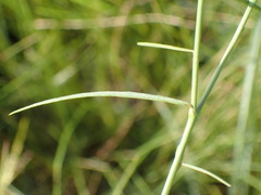 Polygala hottentotta