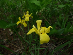Iris arenaria