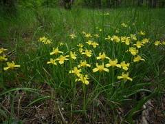 Iris arenaria