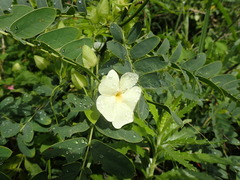 Thunbergia dregeana