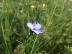 Aristea abyssinica