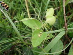 Thunbergia dregeana