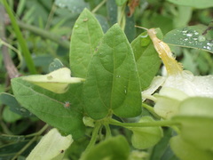 Thunbergia dregeana