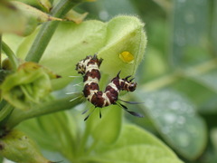 Rhanidophora cinctigutta