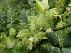 Thunbergia dregeana