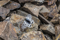 Parnassius cephalus