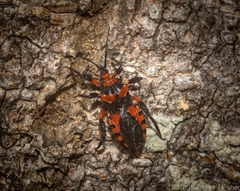 Tegea atropicta