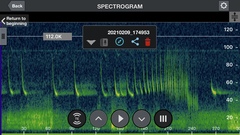 Pipistrellus abramus
